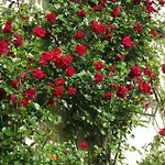 Ferienbauernhof Liesenberg Obstwiesenhaus Pflaumenbaum Casa vacanze *