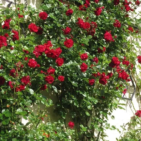 Ferienbauernhof Liesenberg Obstwiesenhaus Pflaumenbaum Holiday home *