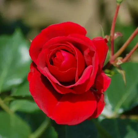 Ferienbauernhof Liesenberg Obstwiesenhaus Pflaumenbaum Fehmarn