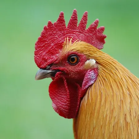 Ferienbauernhof Liesenberg Obstwiesenhaus Pflaumenbaum * Fehmarn
